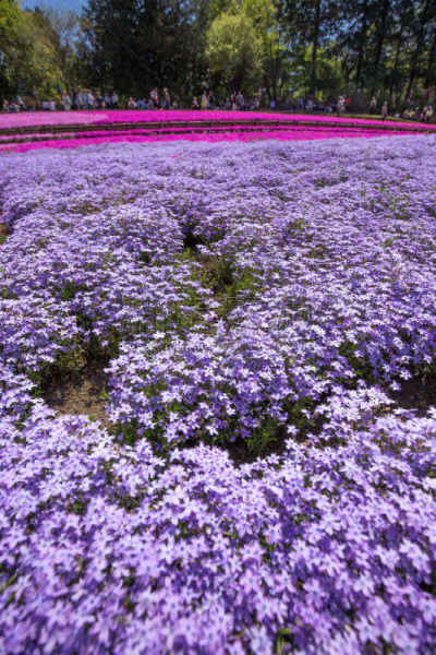 草夹竹桃属,羊山公园,侧面视角,花头,一个物体,垂直画幅,樱花,石楠,无人,蓝色
