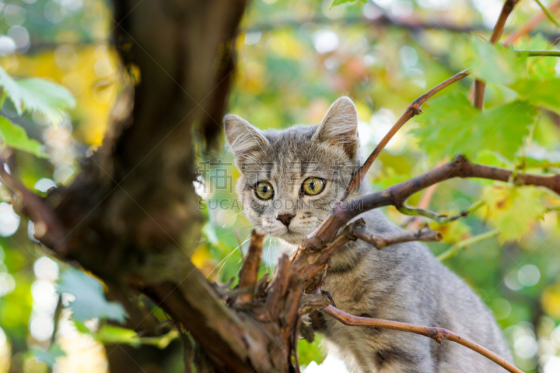 灰色,猫,水平画幅,进行中,可爱的,生物,塞尔维亚黑山,幼小动物,幽默,摄影