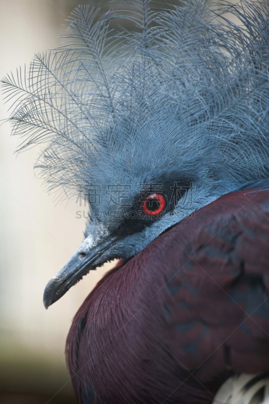 有冠鸽,scheepmaker's crowned pigeon,南,垂直画幅,巴布亚新几内亚,鸟类,动物身体部位,野外动物,特写,动物主题