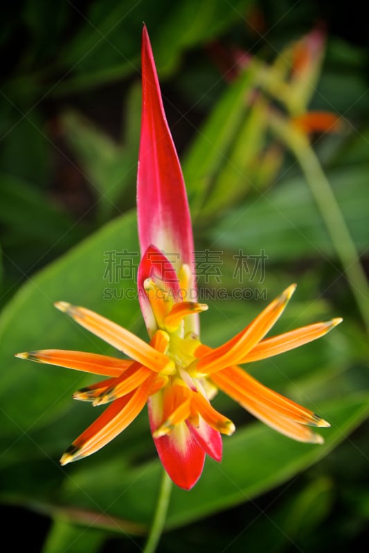 长尾鹦鹉,红色,仅一朵花,自然,垂直画幅,太空,parrot's beak海里康属植物,新加坡,无人,生物学