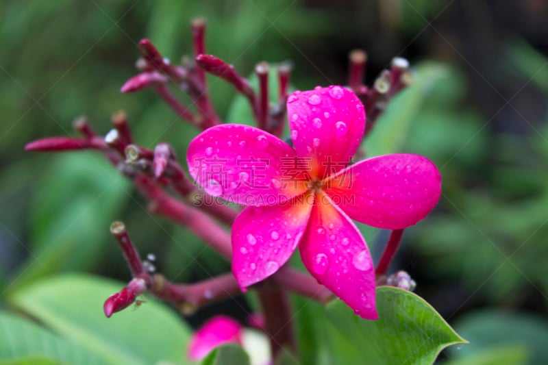 赤素馨花,马斯克林群岛,芳香的,水平画幅,巴厘岛,旅行者,夏天,植物,植物学,叶子