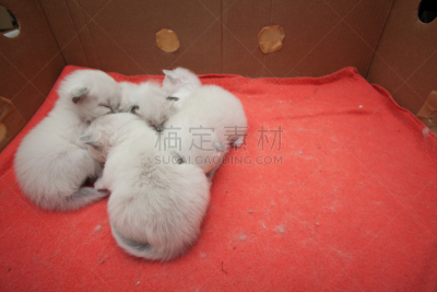 缅甸猫,幼小动物,灵性,小猫,可爱的,长的,猫科动物,小的,动物,人的眼睛
