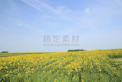 向日葵,田地,大崎市,宫城县,东北片区,自然,天空,水平画幅,无人,蓝色