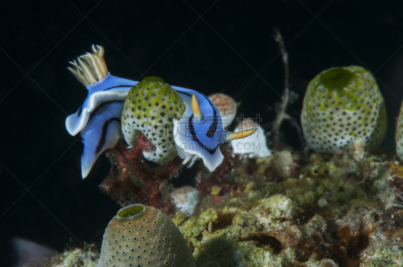 裸鳃亚目动物,生物发光,北苏拉威西,布纳肯岛,四王岛,美娜多,水平画幅,水肺潜水,无人,软体动物