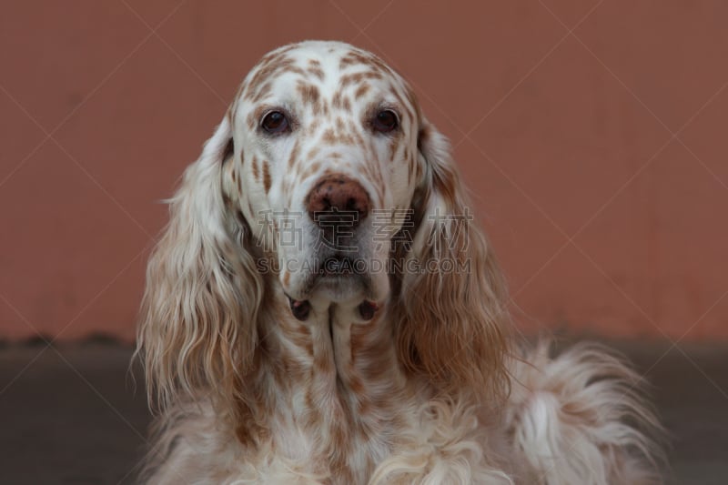 英格兰长毛猎犬,狗,斑点,围墙,特写,人的脸部,背景,橙色,白屋顶间歇泉,catahoula leopard dog