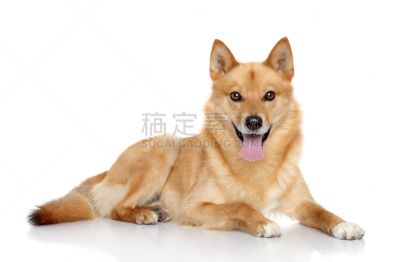 芬兰波美拉尼亚丝毛狗,肖像,褐色,幸福,纯种犬,水平画幅,斯皮茨狗,幼小动物,动物主题,影棚拍摄