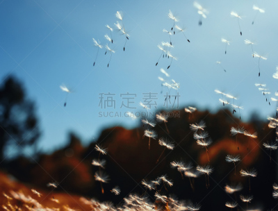 蒲公英,春天,毛绒绒,日光,天空,公园,自然美,种子,逃避现实,花