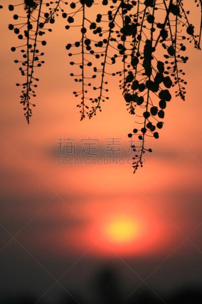 仅一朵花,绿化隔离带,垂直画幅,天空,无人,早晨,户外,草,特写,植物