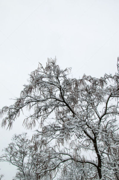 公园,冬天,雪茄,寒冷,灰色,环境,霜,雪,色彩鲜艳,园林