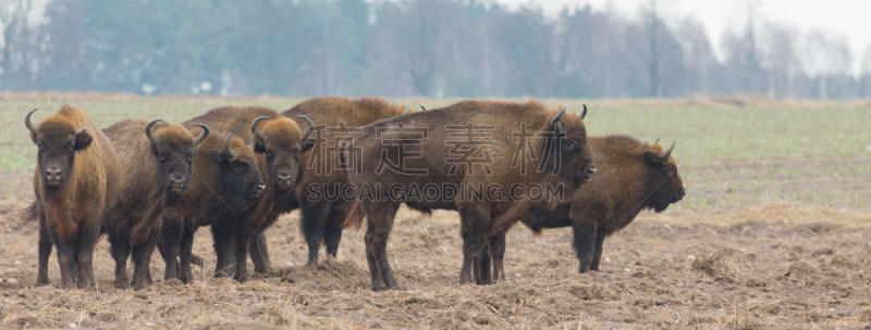 欧洲野牛,冬天,兽群,自然,水平画幅,生物,全景,欧洲,比阿洛维察,公牛