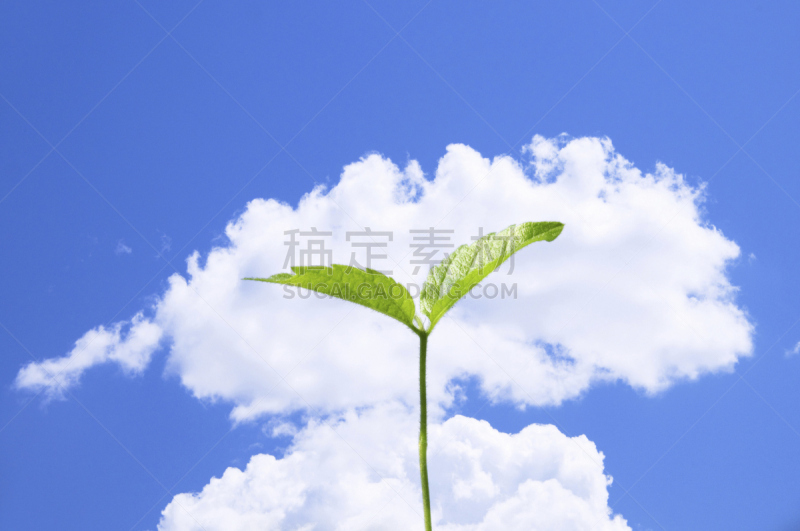 天空,蓝色,自然,水平画幅,绿色,云,秧苗,地形,无人,日本