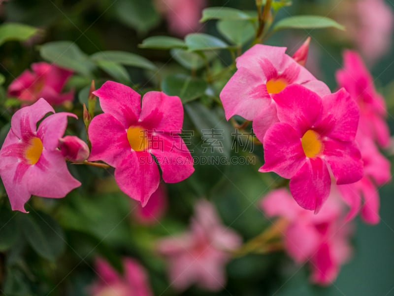 红蝉花,粉色,花展,阿利亚,正面视角,水平画幅,无人,英格兰,特写,白色