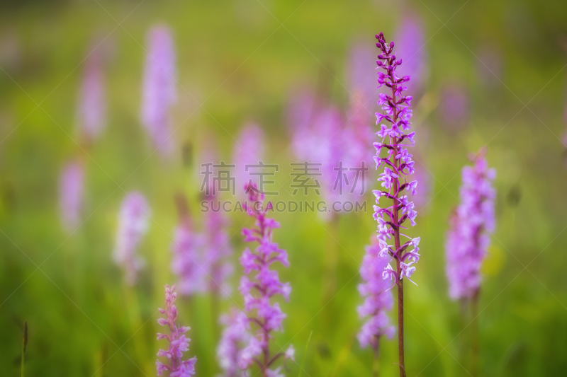 兰花,野生植物,芳香的,华丽的,野生动物,橙色,黄昏,小的,植物,2015年