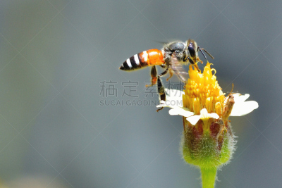 蜜蜂,非洲杀人蜂,蜜蜂服,伞形科,大黄蜂,杀虫剂,油菜花,花粉,动物身体部位,夏天