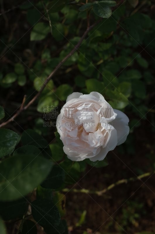 玫瑰,粉色,轻的,圣塞西莉亚,清新,景观设计,浪漫,仅一朵花,枝繁叶茂,女人