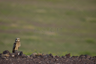 猫头鹰,爱达荷,东南,自然,野生动物,美国,水平画幅,小猫头鹰,爱达荷福尔斯,无人