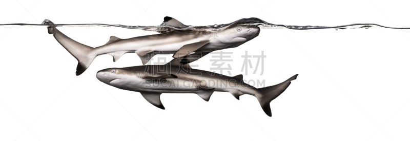 黑尖鳍角鲨,平视角,水,requiem shark,野生动物,水平画幅,无人,全景,水下,鲨鱼