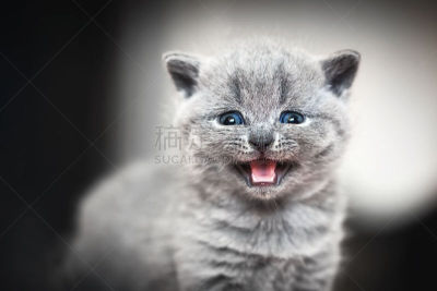 小猫,可爱的,英国短毛猫,蓝光光盘,猫的叫声,短毛猫,英国长毛猫,纯种猫,机敏,水平画幅