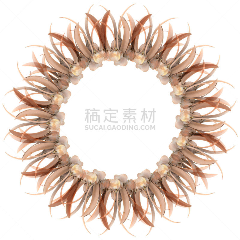 边框,仅一朵花,尤脑香科树,褐色,圆形,艺术,无人,手艺,白色背景,干的