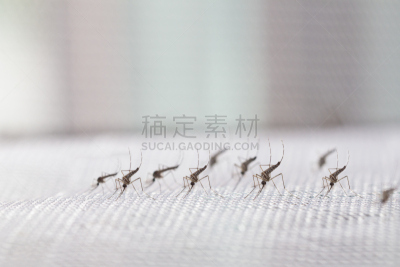 蚊子,埃及伊蚊,关闭的,高处,选择对焦,水平画幅,科学,登革热,特写