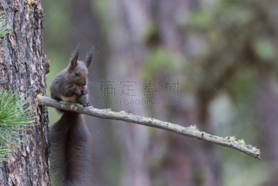 啮齿目,彭特瑞希娜,水平画幅,可爱的,2015年,动物,嫩枝,松鼠,松鼠科,瑞士