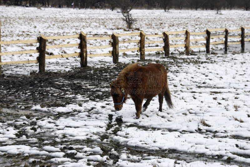 冰岛马,雪,微型马,自然,水平画幅,动物身体部位,霜,小马,哺乳纲,冬天