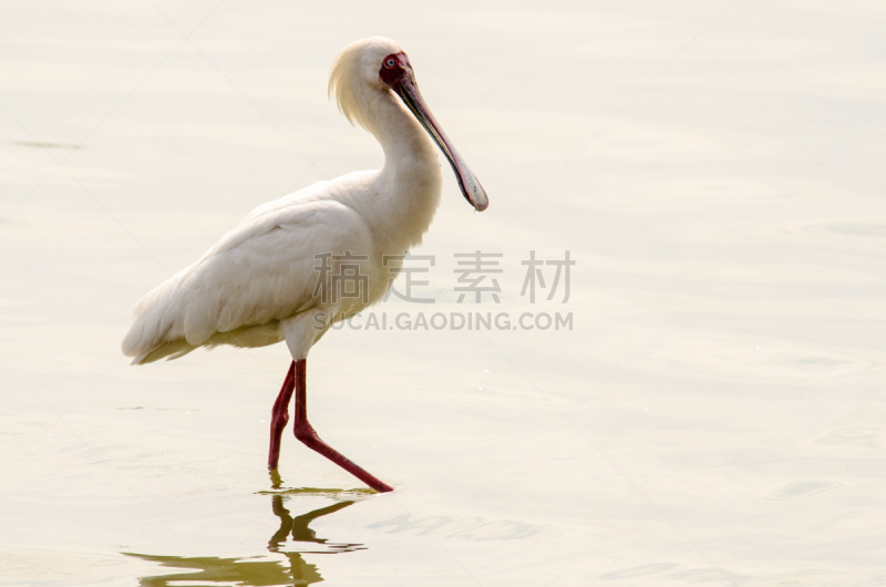 非洲琵鹭,河岸,琵鹭,坦桑尼亚,自然,野生动物,水平画幅,无人,鸟类,野外动物