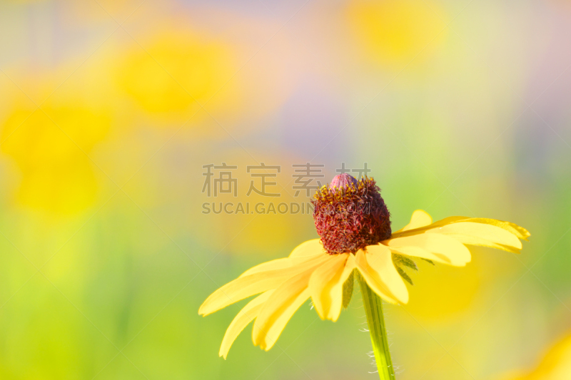 黄色,富山县,水平画幅,无人,日本,多色的,花,摄影