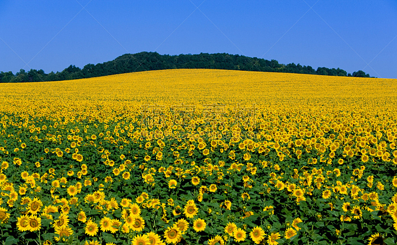 田地,巨大的,向日葵,自然,水平画幅,地形,山,乡村,户外,看风景