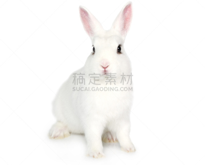 小兔子,白色,分离着色,兔子,野兔,啮齿目,爪子,动物身体部位,幼小动物,毛绒绒