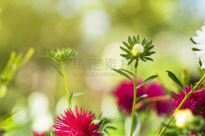 夏天,水平画幅,无人,紫苑,户外,草,俄罗斯,花蕾,植物,植物学