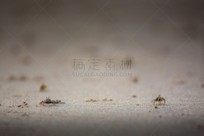 鬼蟹,自然,宁静,野生动物,水平画幅,沙子,野外动物,户外,一只动物,海洋