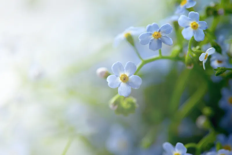 勿忘我花瓣 勿忘我花瓣图片 勿忘我花瓣素材下载 稿定素材