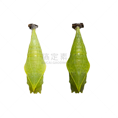 白色,僵鸟,蝴蝶,茧,鹭管鱼,分离着色,石墨,生物学,安全,青蝇