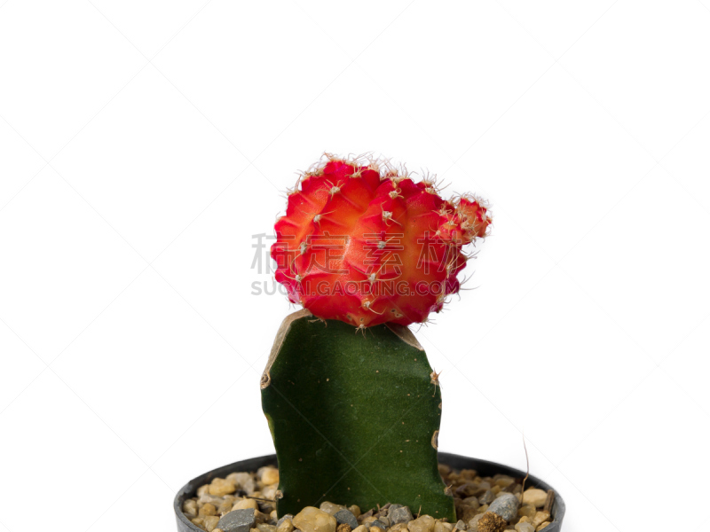 仙人掌,白色,自然,cardon cactus,beavertail cactus,观峰玉,图像,仅一朵花,肉质植物,干的