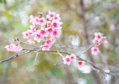 樱之花,樱桃树,留白,水平画幅,特写,植物,果园,枝,园艺,柔和