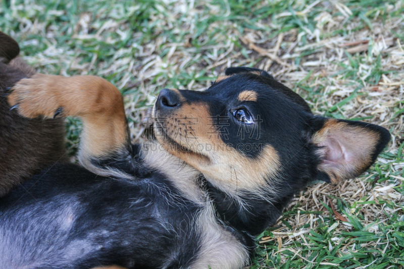 牧羊犬,小狗,austalian kelpie,水平画幅,可爱的,受过训练的狗,澳大利亚斗牛犬,澳大利亚文明,爪子,动物身体部位