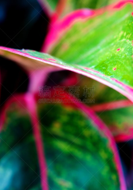 室内植物,泰国,极光,叶子,aglaonema,彩色图片,鸡尾酒,自然美,垂直画幅,美