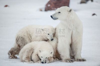 熊,幼兽,女人,南极洲,北极熊,马萨诸塞,水平画幅,雪,野外动物,户外