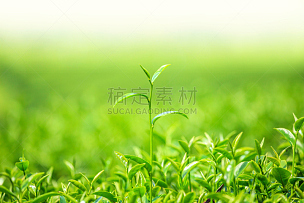 叶子,清新,花蕾,绿茶,自然,环境保护,慕那尔,茶树,农作物,田地