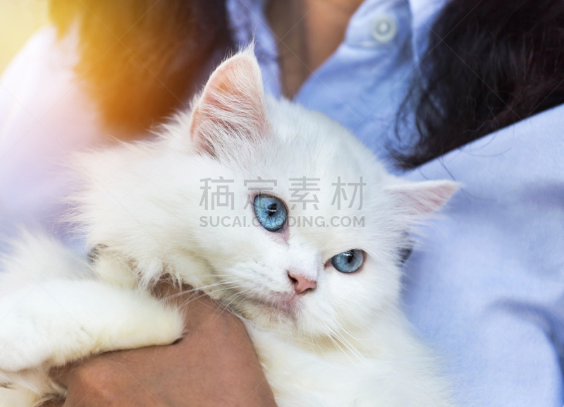 波斯猫,白色,特写,异染色质,猫,兽医,纯种猫,头发,毛皮,水平画幅