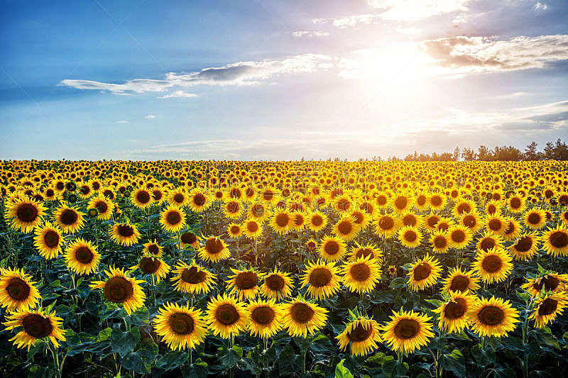 田地,向日葵,自然,天空,美,水平画幅,橙色,乌克兰,夏天,户外