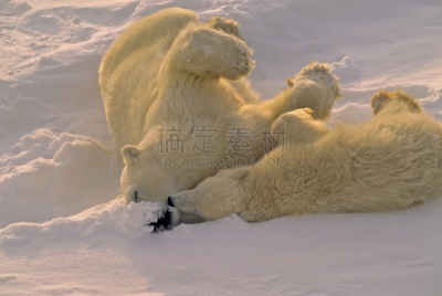 熊,幼兽,北极熊,小熊,自然,野生动物,水平画幅,雪,无人,野外动物