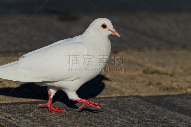 白色,鸽子,自然美,腰部以下,风景,美,水平画幅,无人,家禽,鸟类