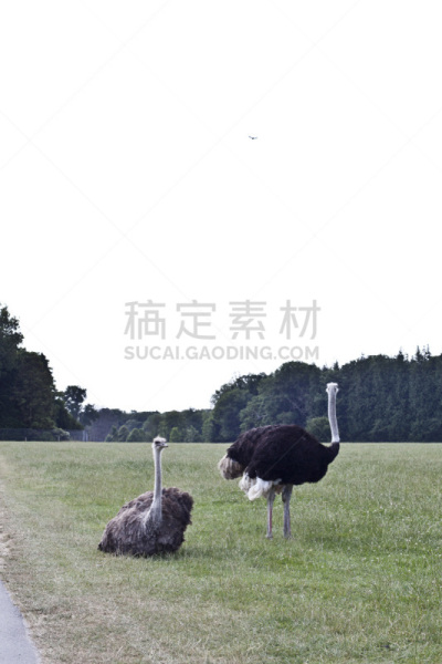 鸵鸟,垂直画幅,天空,公园,褐色,颈,绿色,两只动物,夏天,户外