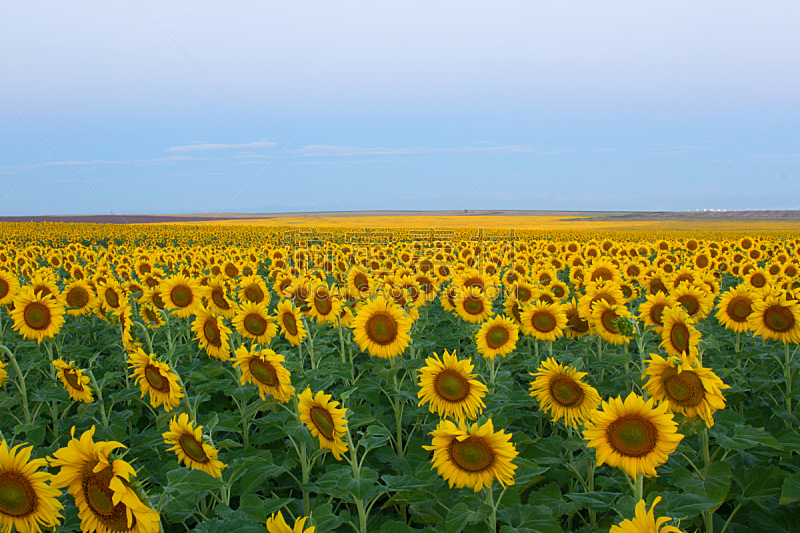 Sunflower field blooming at dawn