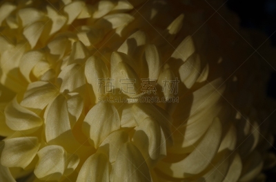 菊花,大特写,米色,轻的,传统,清新,仅一朵花,枝繁叶茂,自然美,植物