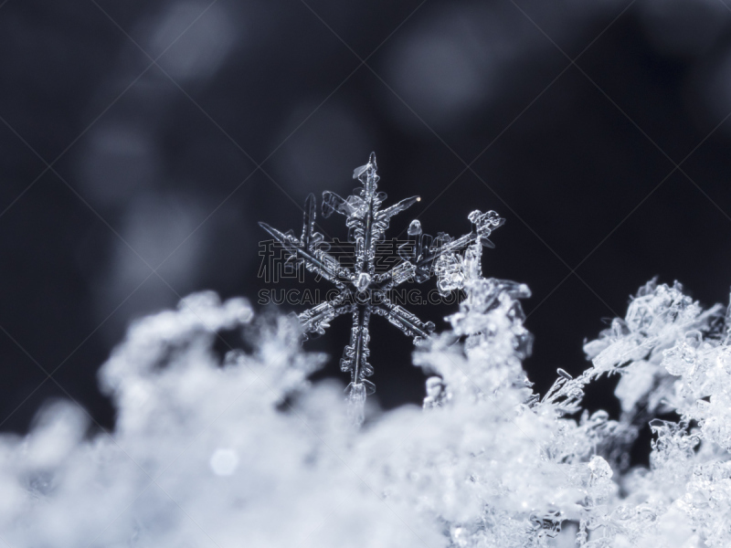 雪,冬天,雪花,寒冷,贺卡,圣诞装饰物,清新,环境,霜,大风雪