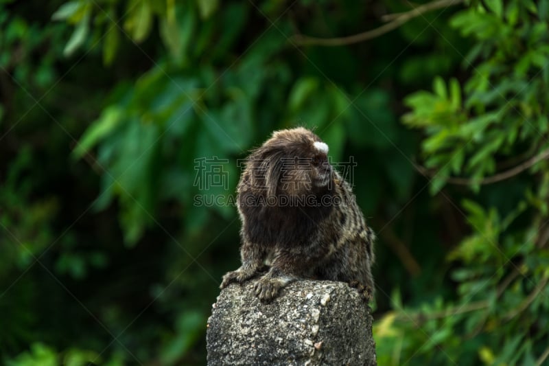 猴子,弗路里厄诺普利斯,狨猴,小的,巴西,叶子,绿色背景,可爱的,自然,野生动物