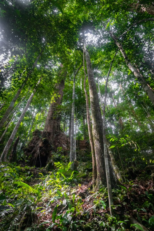 Rainforest in the jungle of Bukit Lawang,　Indonesia.